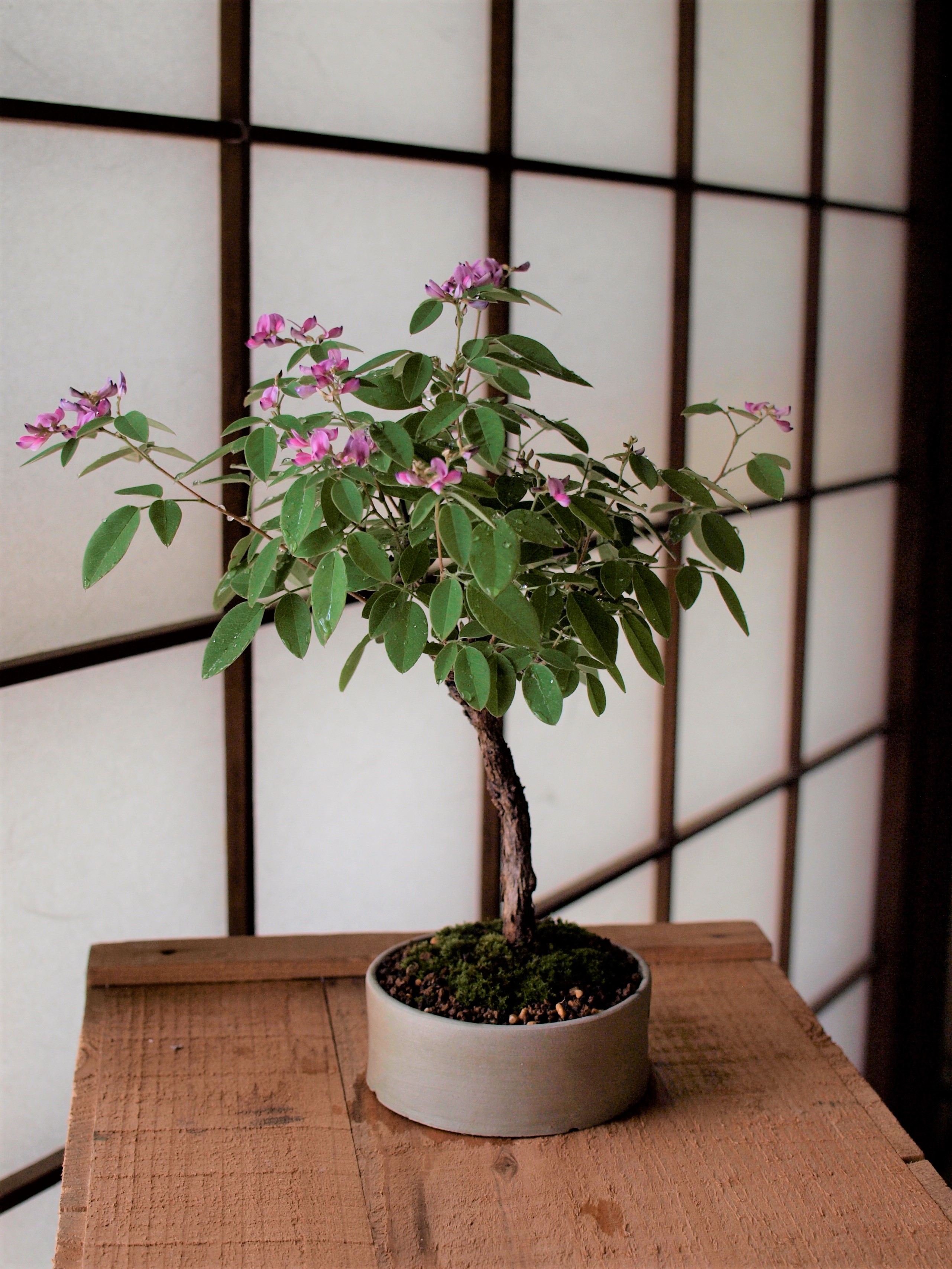 Hagiso Hagi Room 秋の七草 萩 の盆栽ワークショップ